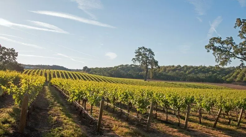 California-Vineyard