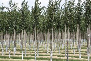 Green-Burial-3